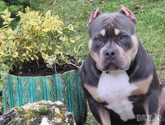 Американско Були (Лео)