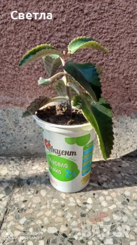 Продавам каланхое 