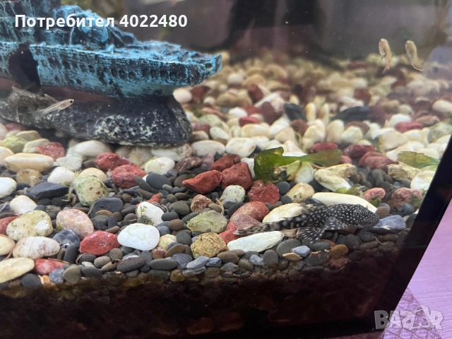 Анциструси, снимка 6 - Рибки - 44657433