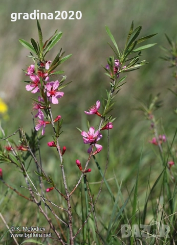 Бадем - Фиданки, снимка 8 - Разсади - 52715416