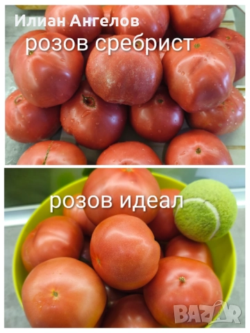 Семена от стари селски сортове домати,краставици и други, снимка 9 - Сортови семена и луковици - 52629365