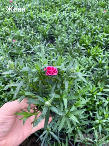 Мини карамфил