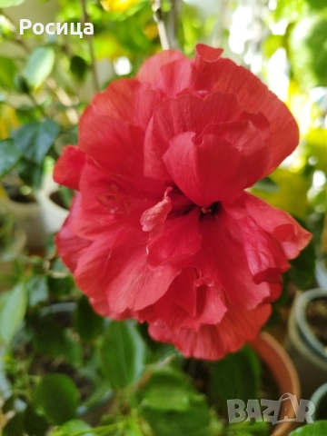 хибискус оранжев