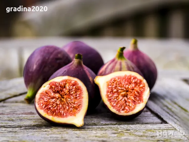 Смокиня Блек мишън - Black Mission
