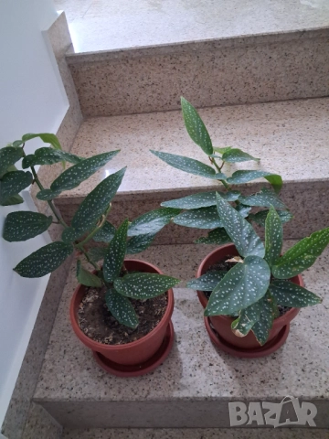 Стайни цветя - Бегония