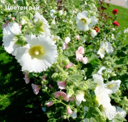 Домашни семена на цветя , снимка 7 - Градински цветя и растения - 51020468