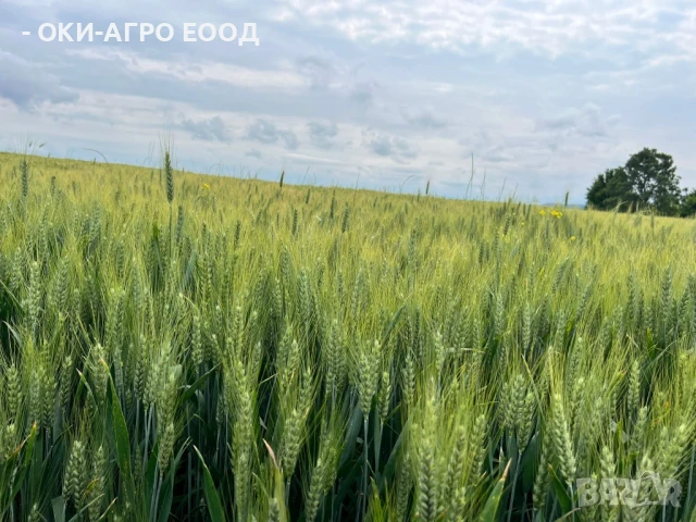 Фуражи / Зърна - Пакетирано / Насипно - Големи и малки количества, снимка 5 - Други стоки за животни - 50679841