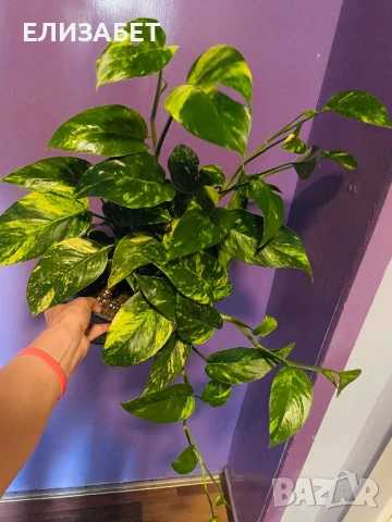 Epipremnum pinatum veriegat, снимка 1