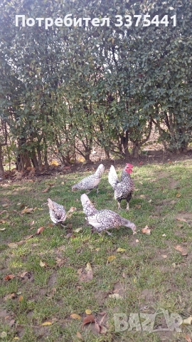 продавам кокошки и петли сребърен зибрайт , снимка 7 - Други животни - 52406448