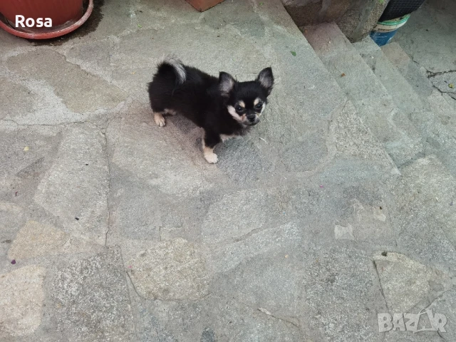 Продавам чихоахоа , снимка 1