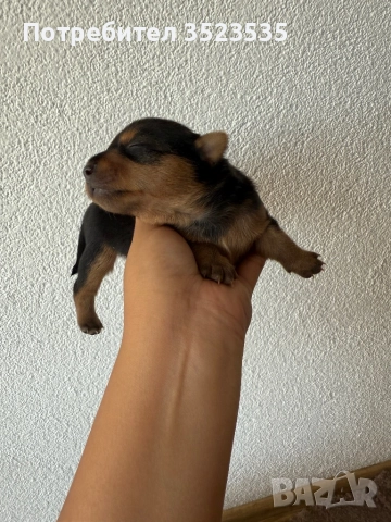 Малки пинчерчета, снимка 1