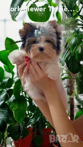Йоркширски Териер! Страхотни кученцата с родословие! Доставка , снимка 4 - Йоркширски териер - 52604300