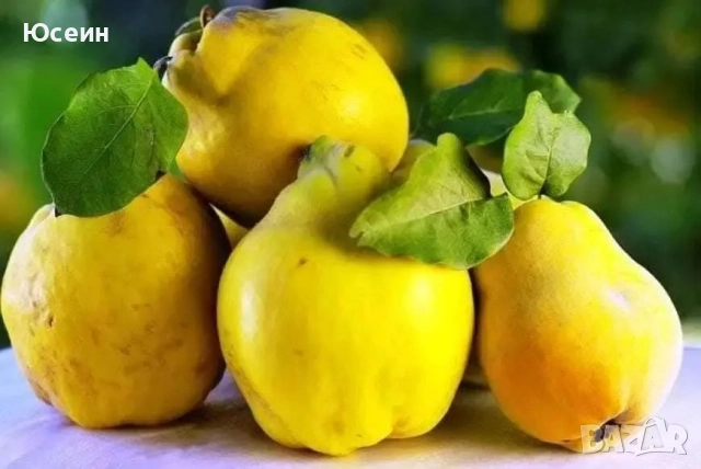 Фиданки от дюля, снимка 3 - Градински цветя и растения - 52578440