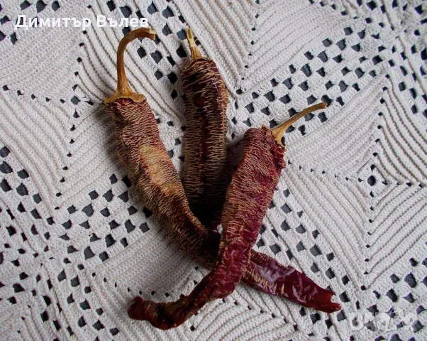 Семе , семена на чушки люти Везанка разсад
Съдържат витамини С, А, К и В6, калий, манган, желязо, снимка 4 - Разсади - 47393993