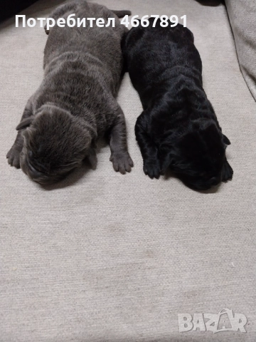 Кученца Кане корсо, снимка 3 - Кане корсо - 52642812