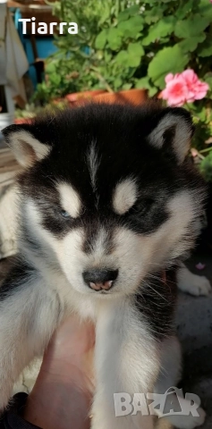 Продавам Кученца Хъски, снимка 4 - Хъски - 52686950