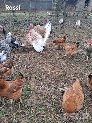 Пуяк за разплод, снимка 2 - Кокошки и пуйки - 52865772