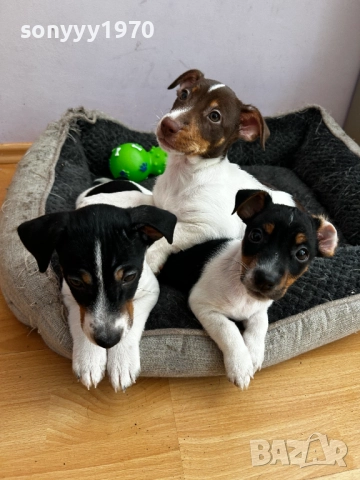 сладко пале-джак ръсел на 80 дена-женско 1011252203