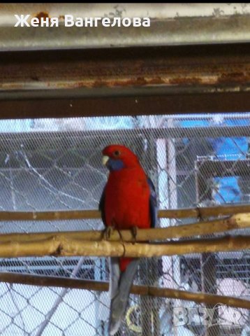 папагали малък Александър розела, снимка 6 - Папагали - 43545114