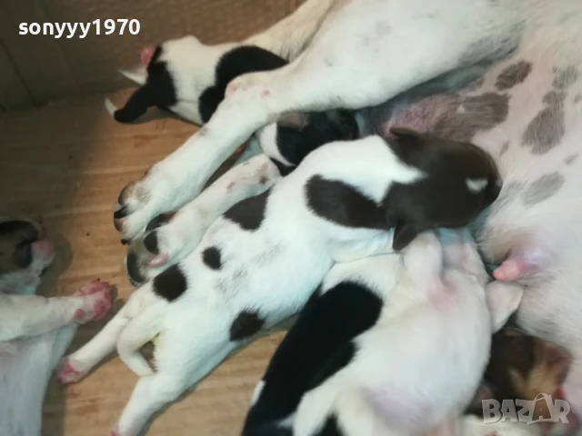 ДЖАК РЪСЕЛ 1908250701, снимка 3 - Джак ръсел териер - 51412033