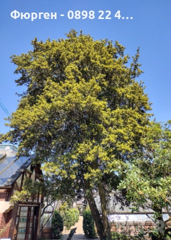 Дъб Пърнар – Вечнозелен СЕМЕНА (жълъди) Цена за 1 семе 40ст (0.20 €), снимка 6 - Разсади - 52897639