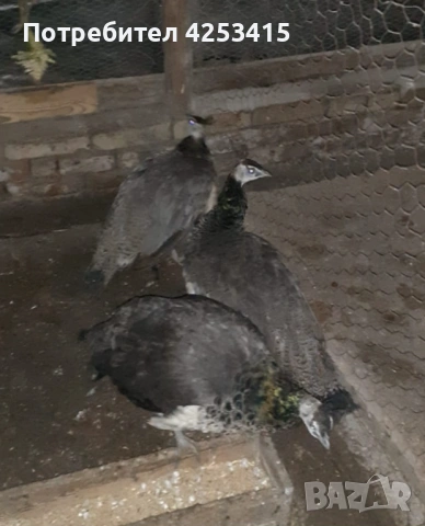 Продавам паунчета на 9 месеца , снимка 6 - други­ - 52271846