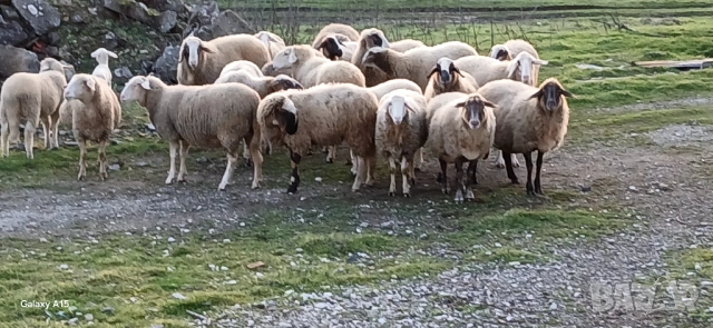 Свободни Овце и Кочове!, снимка 2 - Овце - 53300190