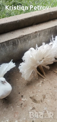 продавам фенерлии, снимка 5 - Гълъби - 52884902