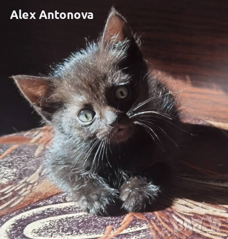 Коледни бижута