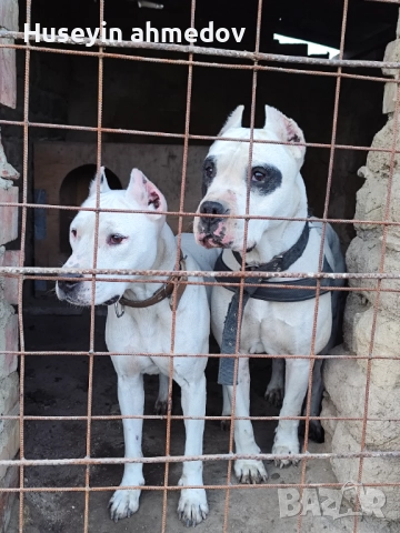 Мъжко уче Дого Аржентино 