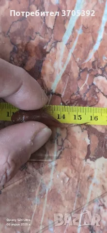 супер ред анциструс 4,5-5 см , снимка 1