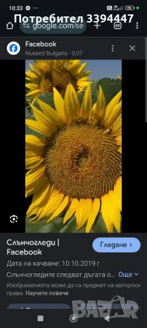 Шарлан студено пресован и зехтин , снимка 3 - Други - 48423516