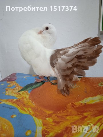 Продавам гълъби, Фенерлии , на капак , с цветни опашки , чисто бели , с гащи , снимка 8 - Гълъби - 34675193