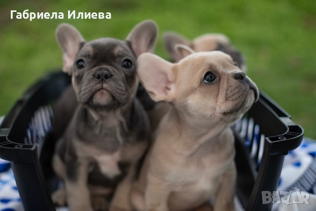 Чистокръвни френски булдочета, снимка 8 - Френски булдог - 52425579
