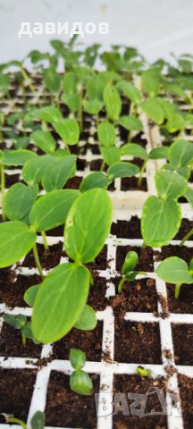 Отопление за оранжерия, разсадник, маса за разсад , парник.Сушилня!, снимка 14 - Стайни растения - 34264703