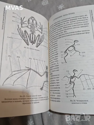 Нова анатомия на животни за художници Рисуване на животни, снимка 7 - Специализирана литература - 49924811