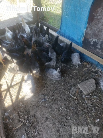 продавам ярки петлета пуйчета , снимка 3 - Кокошки и пуйки - 51065532