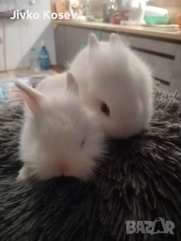 декоративни зайчета, снимка 3 - Декоративни зайчета - 50670628