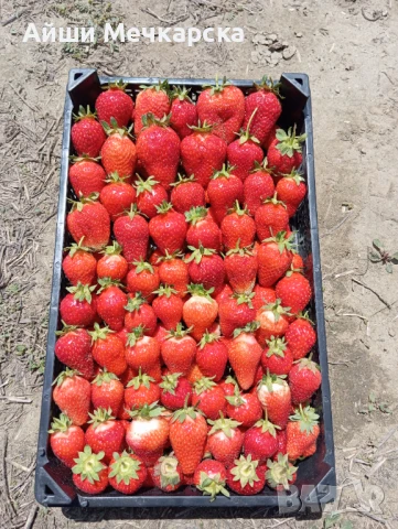 Продавам разсад ягоди сорт Алба., снимка 2 - Разсади - 51310162