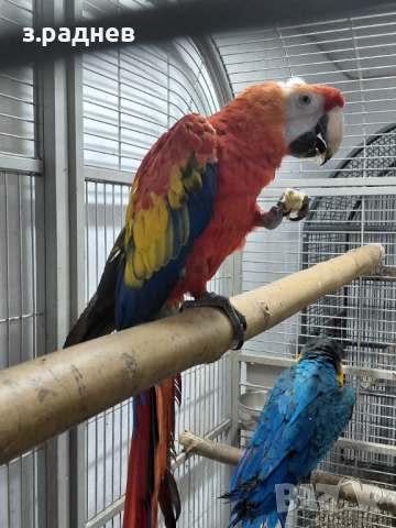 Ара макао, снимка 4 - Папагали - 52249437