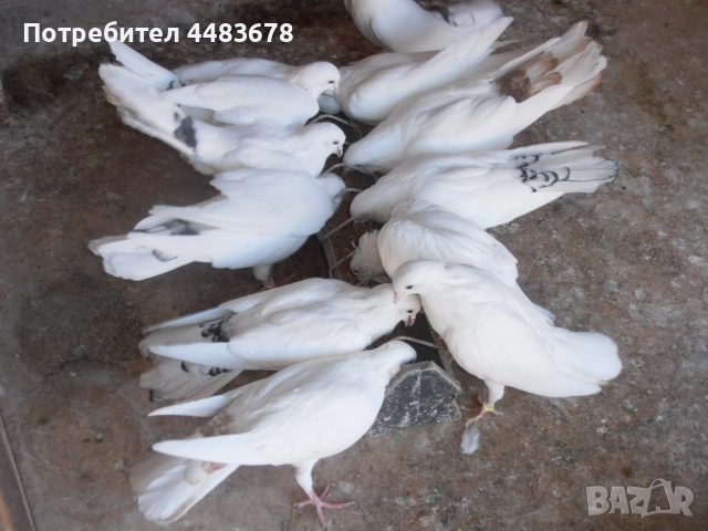 Гълъби бемкалии, снимка 4 - Гълъби - 50423696