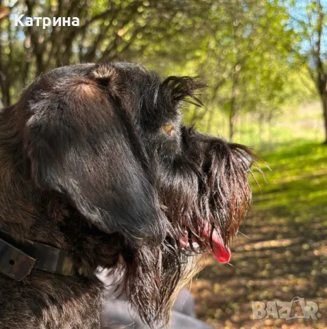 Женски Schnocker/Шнокер (микс с кокер шпаньол) си търси мъж, снимка 2 - Други - 48058192