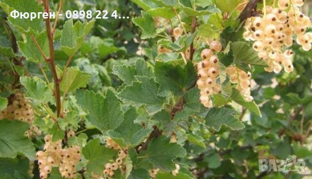 Касис- Френско грозде, снимка 6 - Градински цветя и растения - 27293149
