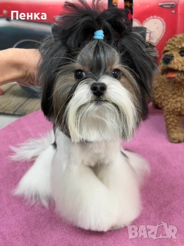 Мини бивер йоркширски териер за разплод 