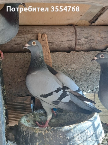 Продавам спортни гълъби , снимка 10 - Гълъби - 51801797