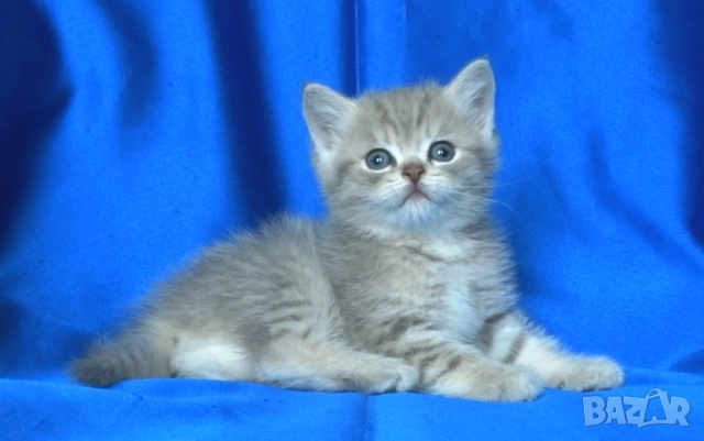 Британски късокосмести котата, снимка 8 - Британска късокосместа - 52373949