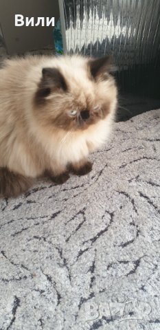 Търсим мъжки , снимка 4 - Персийска - 32652579