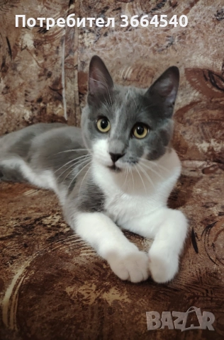 Полупородисто мъжко коте