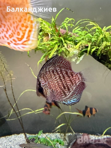 Продавам или разменям дискуси, снимка 1 - Рибки - 52693080