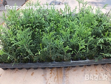 Туя Смарагд, Даника, Едногодишен разсад, друг в мултиплейта, снимка 4 - Разсади - 37803442